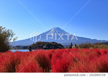 秋天河口湖大石公園的地膚子(2022年11月,富士河口湖町) 秋天河口湖大石公園的地膚子(2022年11月,富士河口湖町) 102004139