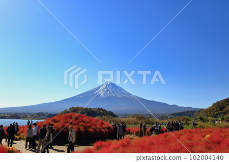 秋天河口湖大石公園的地膚子(2022年11月,富士河口湖町) 秋天河口湖大石公園的地膚子(2022年11月,富士河口湖町) 102004140