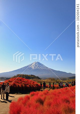 秋天河口湖大石公園的地膚子（2022年11月，富士河口湖町） 102004141