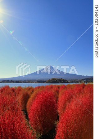 秋天河口湖大石公園的地膚子(2022年11月,富士河口湖町) 秋天河口湖大石公園的地膚子(2022年11月,富士河口湖町) 102004143