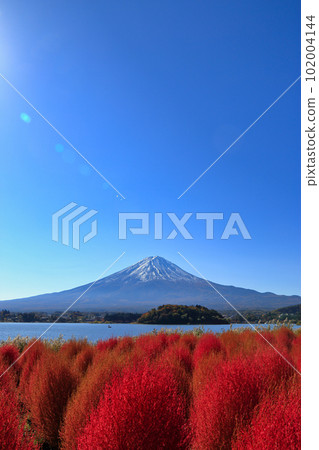 秋天河口湖大石公園的地膚子(2022年11月,富士河口湖町) 秋天河口湖大石公園的地膚子(2022年11月,富士河口湖町) 102004144