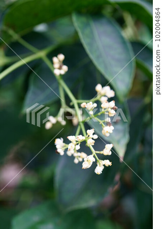 4530 Shoubenki 4530 Shoubenki 102004864