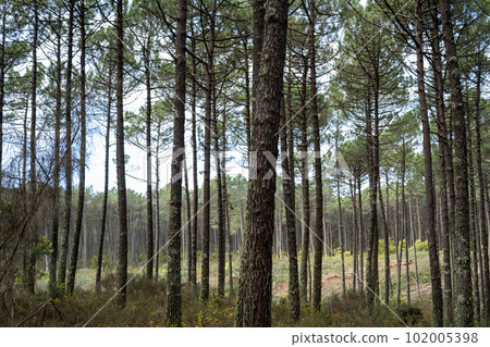 Pine trees forest view 102005398