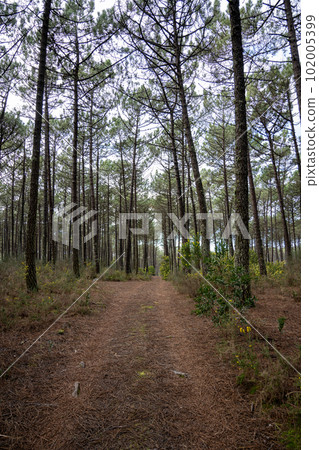 Pine trees forest view 102005399