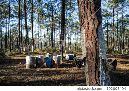 Extraction of natural resin from pine tree trunks 102005404