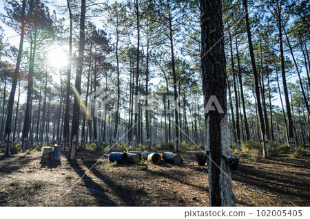 Extraction of natural resin from pine tree trunks Extraction of natural resin from pine tree trunks 102005405