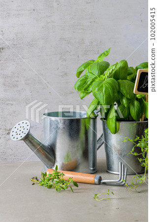 Thyme and basil bush in pots 102005415