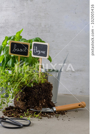 Thyme and basil bush in pots 102005416