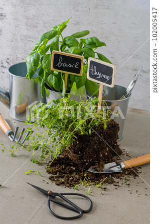 Thyme and basil bush in pots 102005417