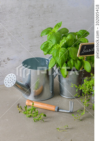 Thyme and basil bush in pots 102005418