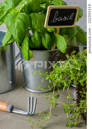 Thyme and basil bush in pots 102005419