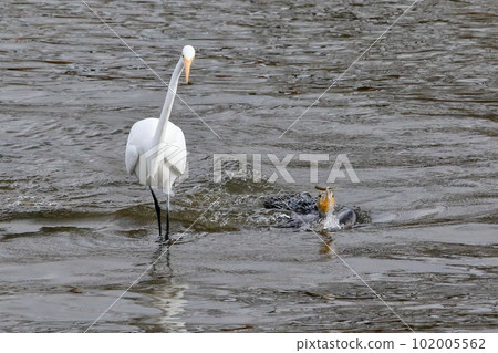 Koshibe River, Kawashima-cho, Hiki-gun, Saitama Prefecture Shiratori Migratory Site Great cormorants diving to catch small fish and white herons walking in the shallows 102005562