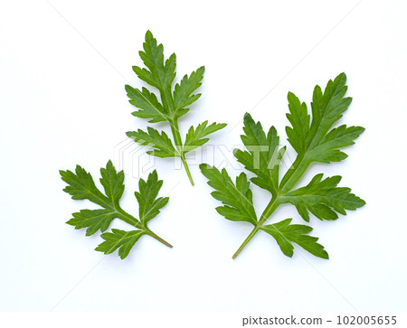 新鮮的艾蒿葉、艾蒿、糯草、艾蒿葉剪報、白色背景中的藥草 102005655