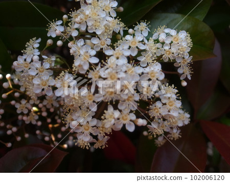 Red Robin Red Robin 102006120