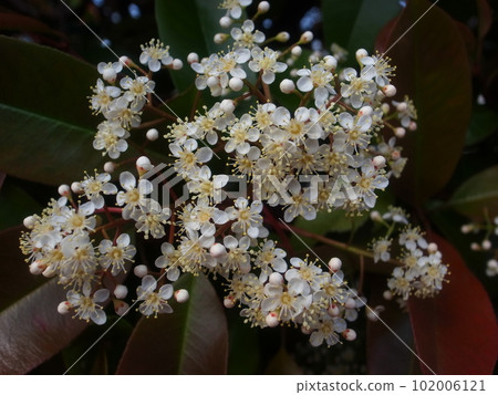 Red Robin Red Robin 102006121