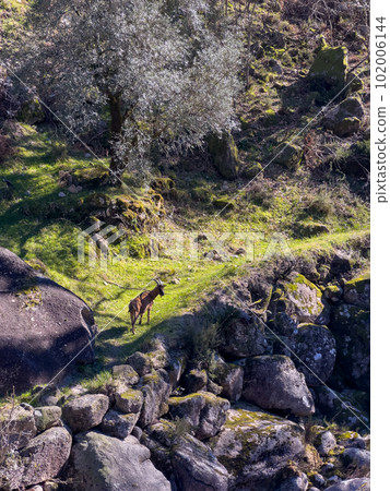Goat grazing next to water stream near Fecha de Barjas waterfall Goat grazing next to water stream near Fecha de Barjas waterfall 102006144