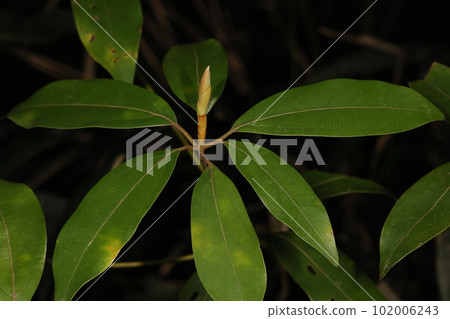 一種天然植物,狗櫟,葉子在樹枝的尖端聚集在一起。新芽從中心長出 一種天然植物,狗櫟,葉子在樹枝的尖端聚集在一起。新芽從中心長出 102006243