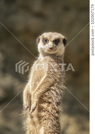 特寫一隻可愛的狐獴 102007179