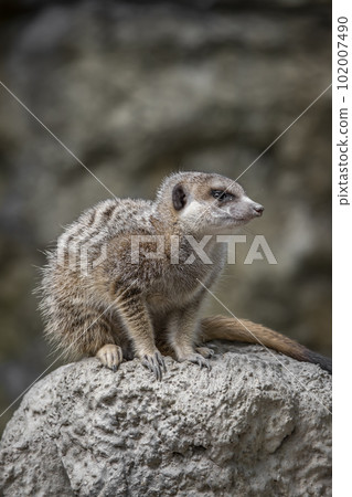 Close up of a cute meerkat Close up of a cute meerkat 102007490