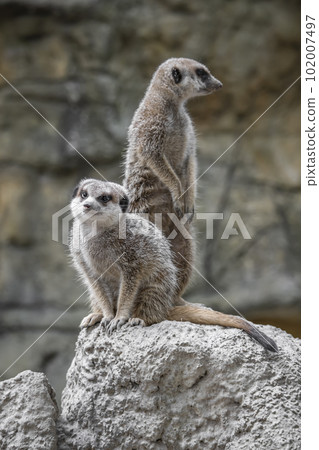 特寫兩隻站在岩石上的狐獴 102007497