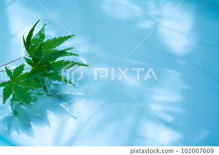 Water surface, blue maple and ripples 102007609