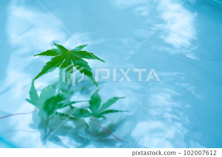 Water surface, blue maple and ripples Water surface, blue maple and ripples 102007612