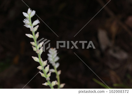 天然植物草心蘭，南方多年生植物。花從春天開到初夏，穗狀花序上有許多小花。 102008372