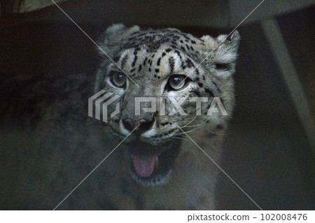 Evening snow leopard 102008476