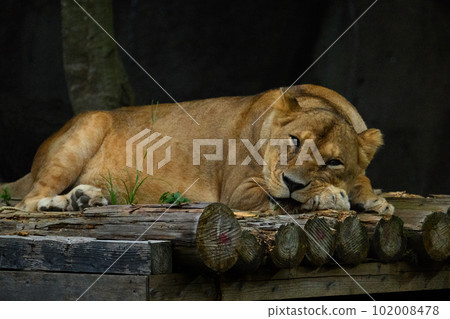 晚上母獅 102008478
