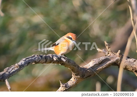 埼玉縣比岐郡川島町小志部川 102009010