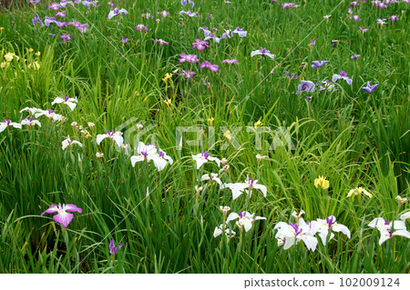 Take a walk in the iris-blooming park 102009124