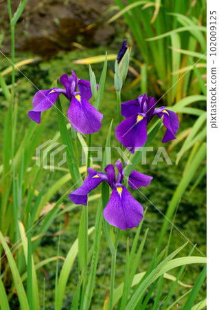 Take a walk in the iris-blooming park Take a walk in the iris-blooming park 102009125