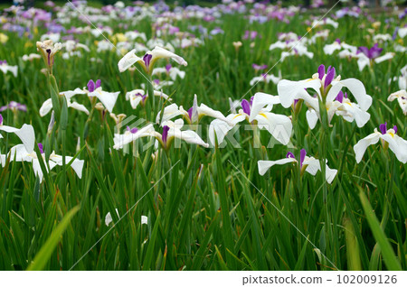 Take a walk in the iris-blooming park Take a walk in the iris-blooming park 102009126