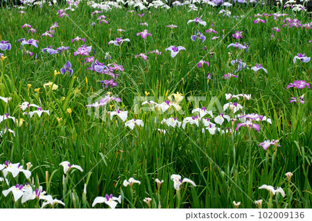 Take a walk in the iris-blooming park 102009136