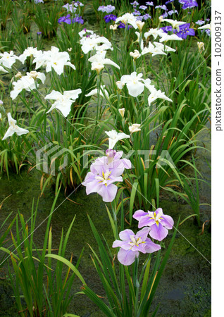 在鳶尾花盛開的公園散步 102009137