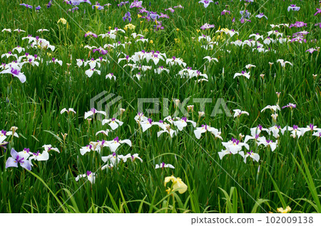 Take a walk in the iris-blooming park 102009138