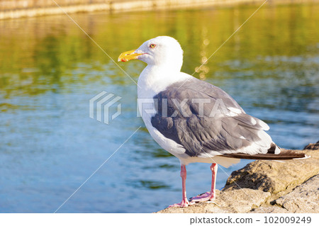 Black-tailed gull standing in the Otaru Canal (Otaru City, Hokkaido) 102009249