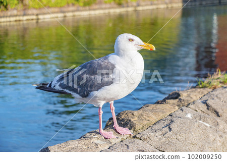 Black-tailed gull standing in the Otaru Canal (Otaru City, Hokkaido) 102009250