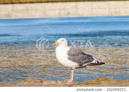 站在小樽運河上的黑尾鷗（北海道小樽市） 102009251