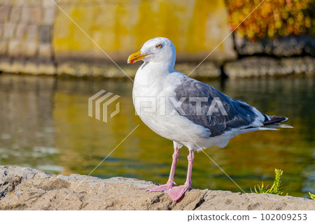 Black-tailed gull standing in the Otaru Canal (Otaru City, Hokkaido) 102009253
