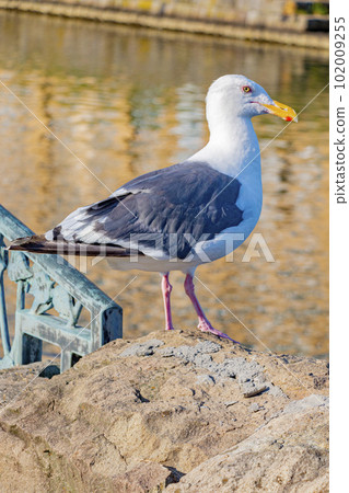 Black-tailed gull standing in the Otaru Canal (Otaru City, Hokkaido) 102009255