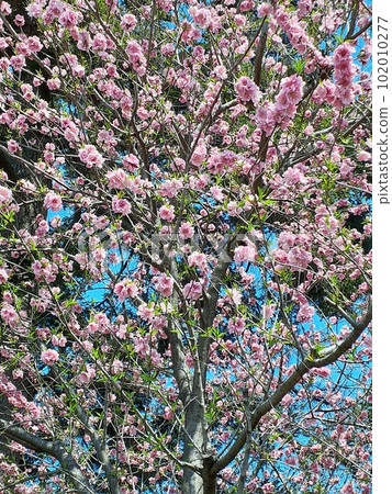 Yaezakura in full bloom Yaezakura in full bloom 102010277