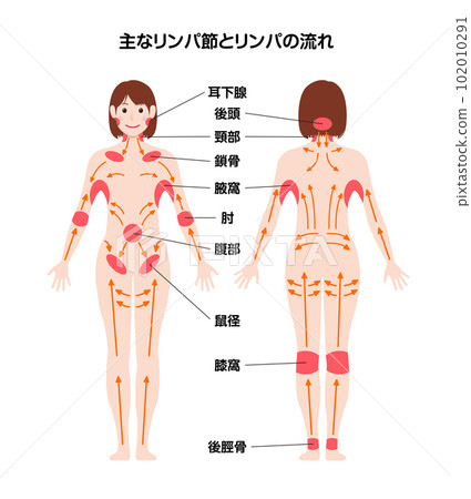 Location of main lymph nodes and direction of lymph flow Whole body illustration vector illustration 102010291