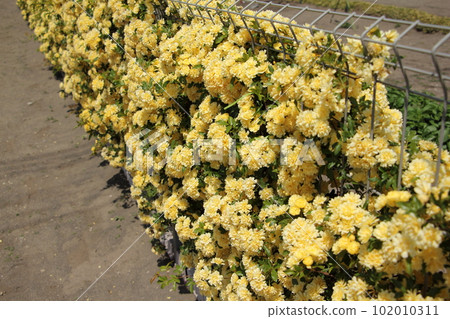 將 Mokkoubara 固定在柵欄上 102010311