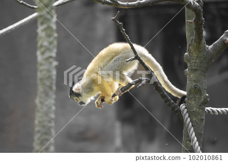 特寫一隻亞馬遜松鼠猴 102010861