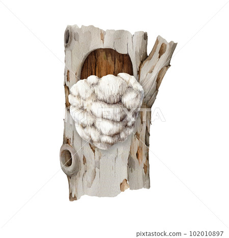 lions mane mushroom on a tree trunk. Watercolor illustration. Hand painted Hericium erinaceus fungus element. Lions mane medicinal mushroom growing on a tee image. Isolated on white background 102010897