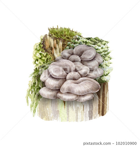 Oyster mushroom bunch on a mossy stump. Watercolor illustration. Hand painted Pleurotus ostreatus fungi. Oyster fresh natural mushrooms growing on a tree. Hand drawn image. White background Oyster mushroom bunch on a mossy stump. Watercolor illustration. Hand painted Pleurotus ostreatus fungi. Oyster fresh natural mushrooms growing on a tree. Hand drawn image. White background 102010900