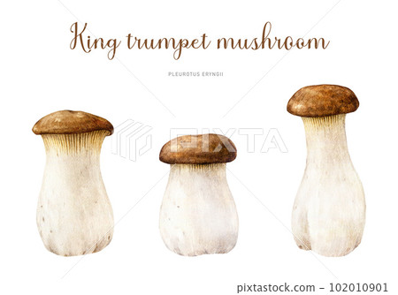 King trumpet mushroom hand painted set. Watercolor illustration. Hand drawn Pleurotus eryngii fungus. Edible fresh king oyster mushroom element collection. Isolated on white background 102010901