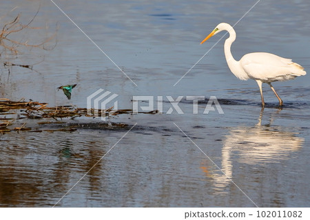 Koshibe River Swan Landing Site in Kawashima Town, Hiki District, Saitama Prefecture Kingfishers and great egrets that jumped into the river to catch small fish in the water 102011082