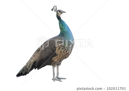 One standing peacock isolated on white background. Clipping path 102011701